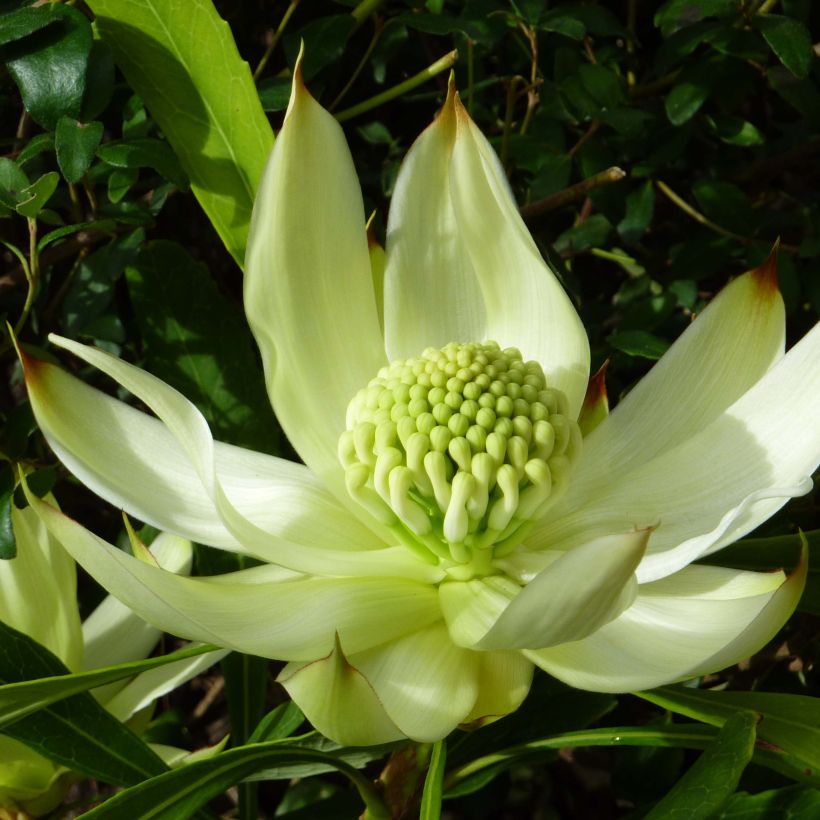 Telopea speciosissima White - Waratah (Floración)