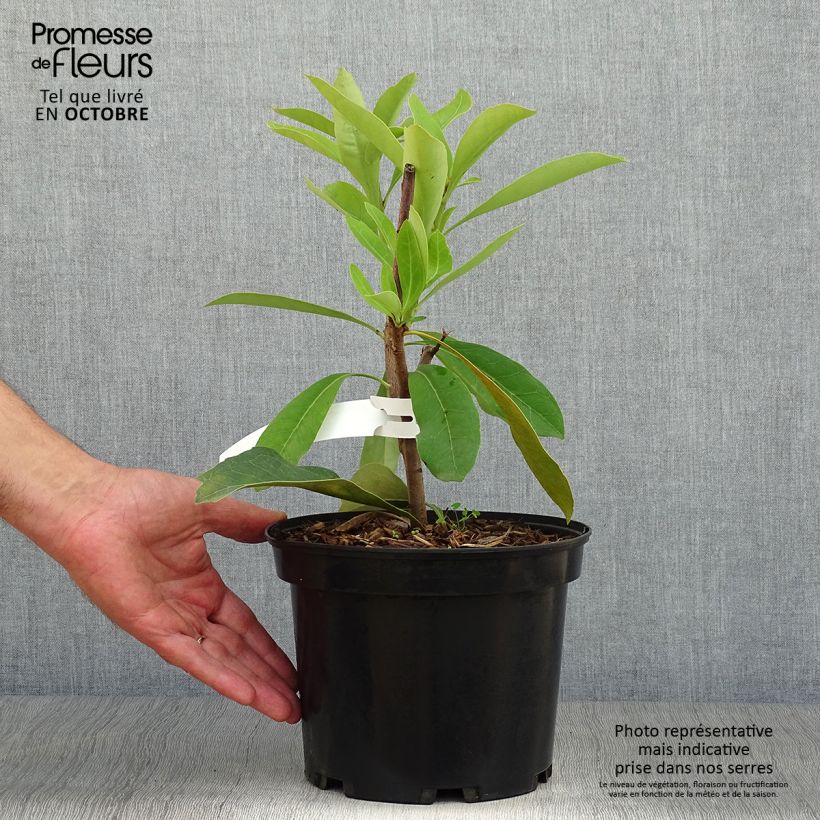 Ejemplar de Telopea speciosissima - Waratah Pot de 4L/5L entregado en otoño