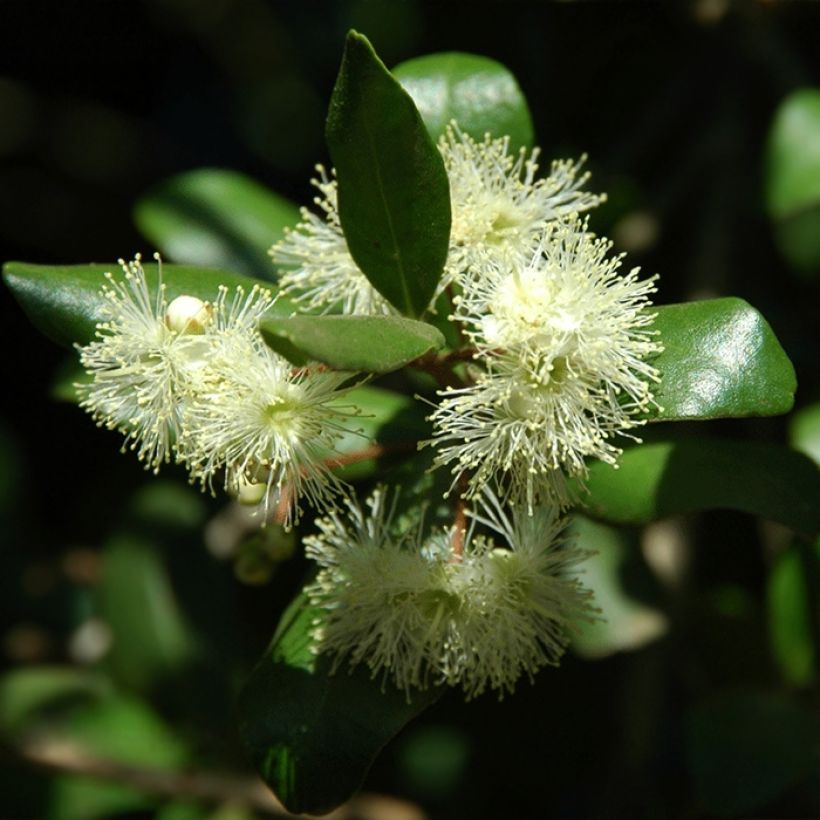 Temu divaricatum Heaven Scent - Temú (Floración)