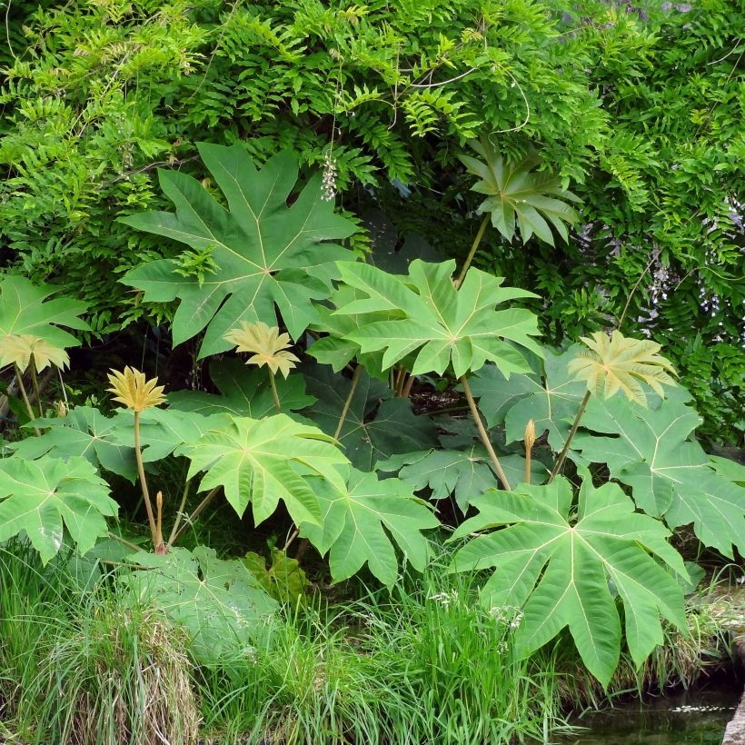 Tetrapanax papyrifera Rex - Planta papel arroz (Porte)