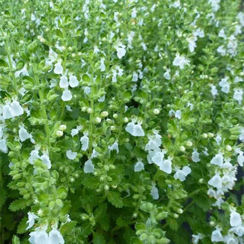 Teucrium chamaedrys Alba - Camedrio (Follaje)