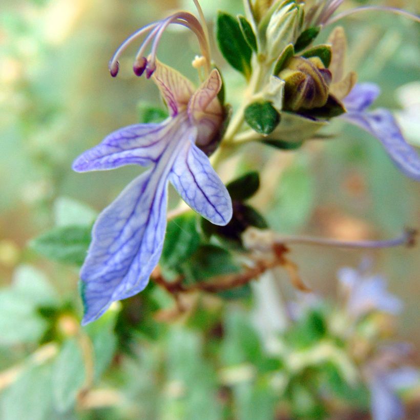 Teucrium fruticans Azureum - Olivilla (Floración)