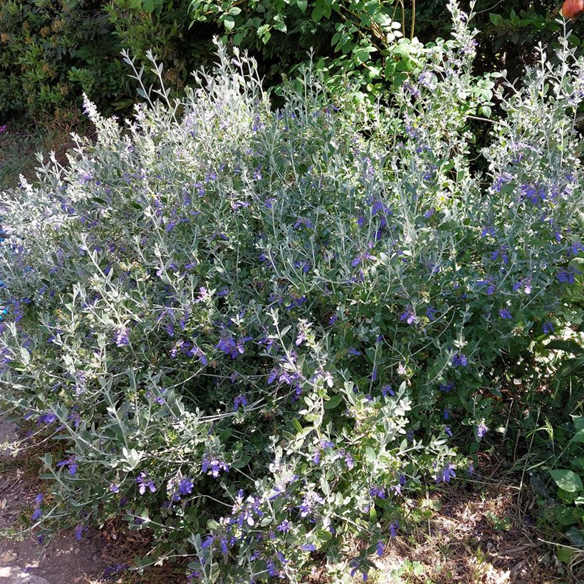 Teucrium fruticans Azureum - Olivilla (Porte)