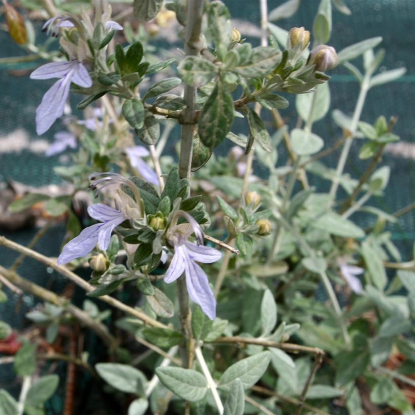 Teucrium fruticans - Olivilla (Follaje)