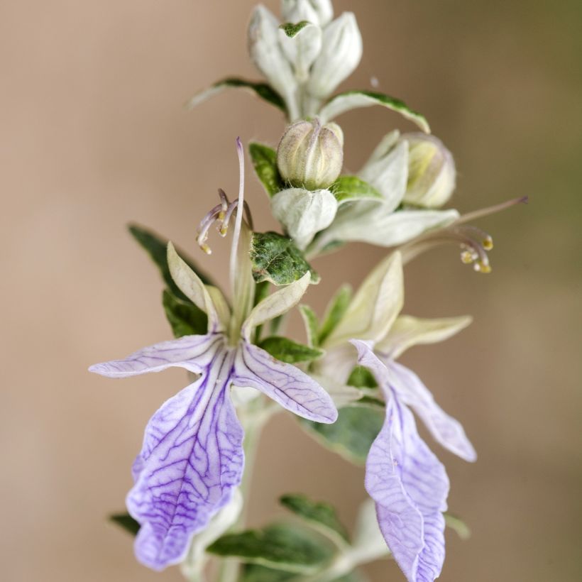 Teucrium fruticans - Olivilla (Floración)