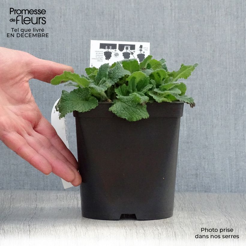 Teucrium hircaninum Paradise Delight - Germandrée d'Iran Pot de 2L/3L Ejemplar entregado en invierno