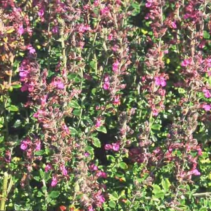 Teucrium lucidrys - Germandrina (Floración)