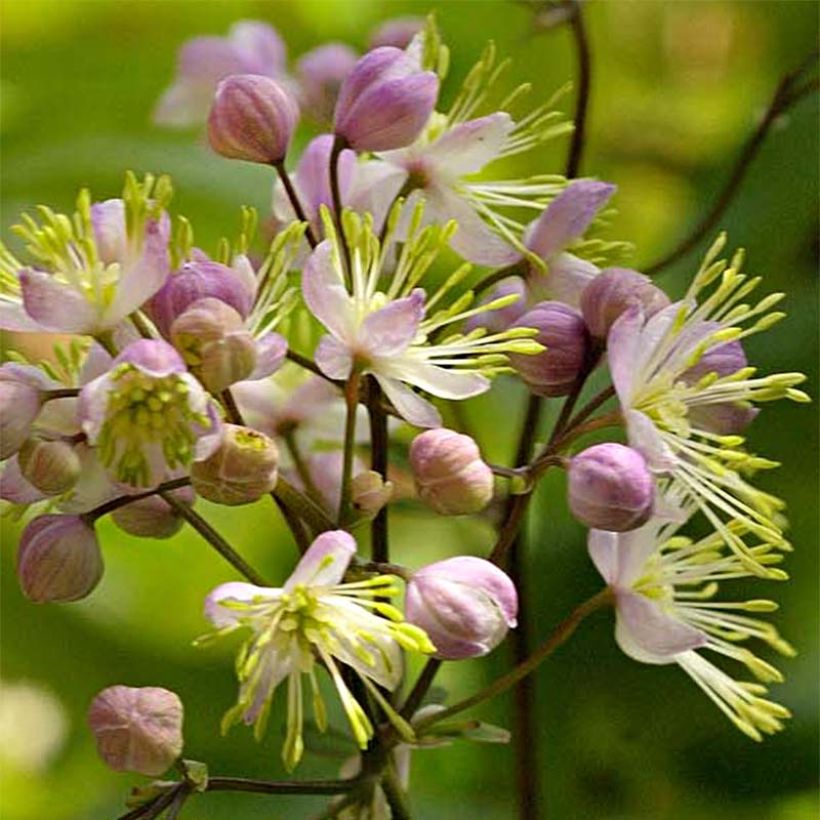 Thalictrum Anne (Floración)