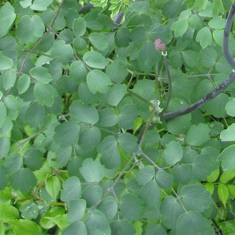 Thalictrum Black Stockings (Follaje)