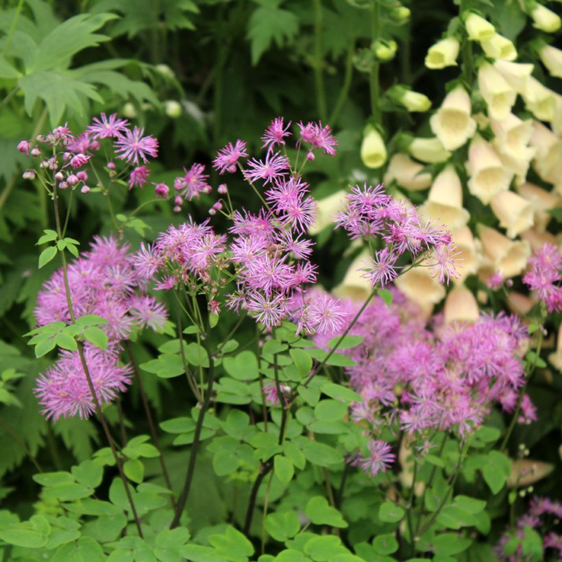 Thalictrum Black Stockings (Floración)