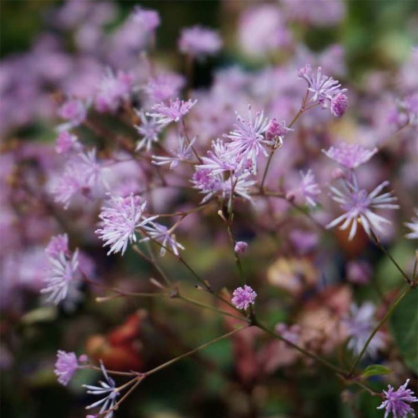 Thalictrum ichangense Evening Star (Floración)