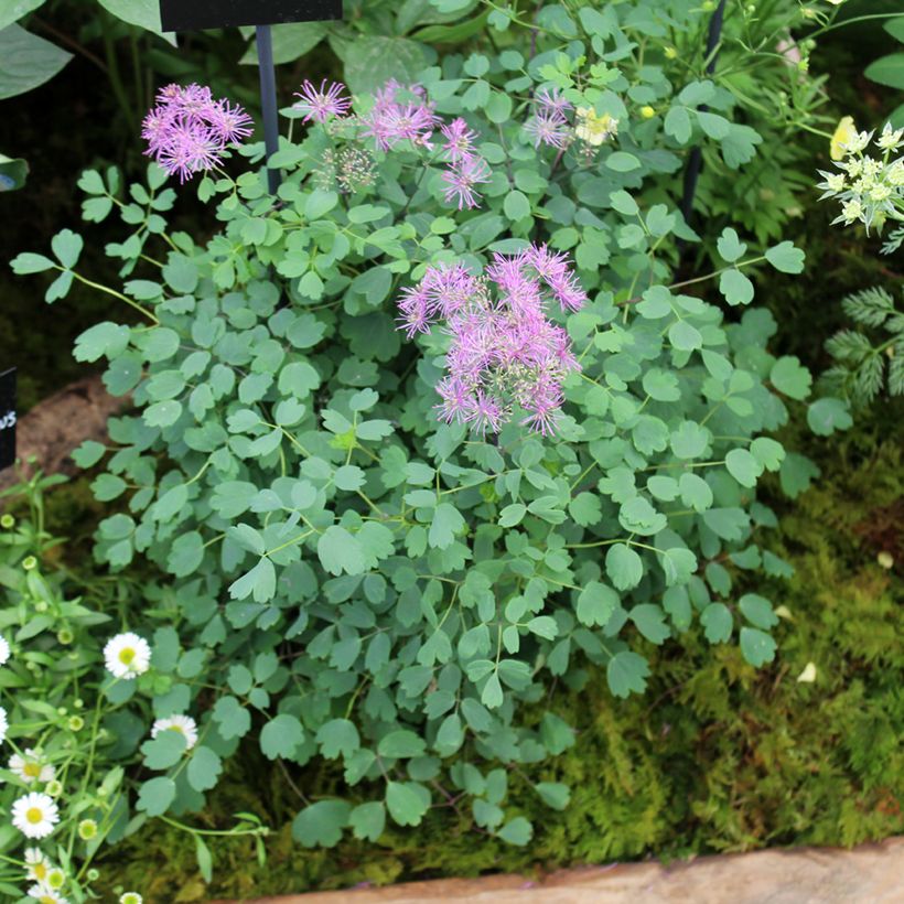 Thalictrum Little Pinkie (Porte)