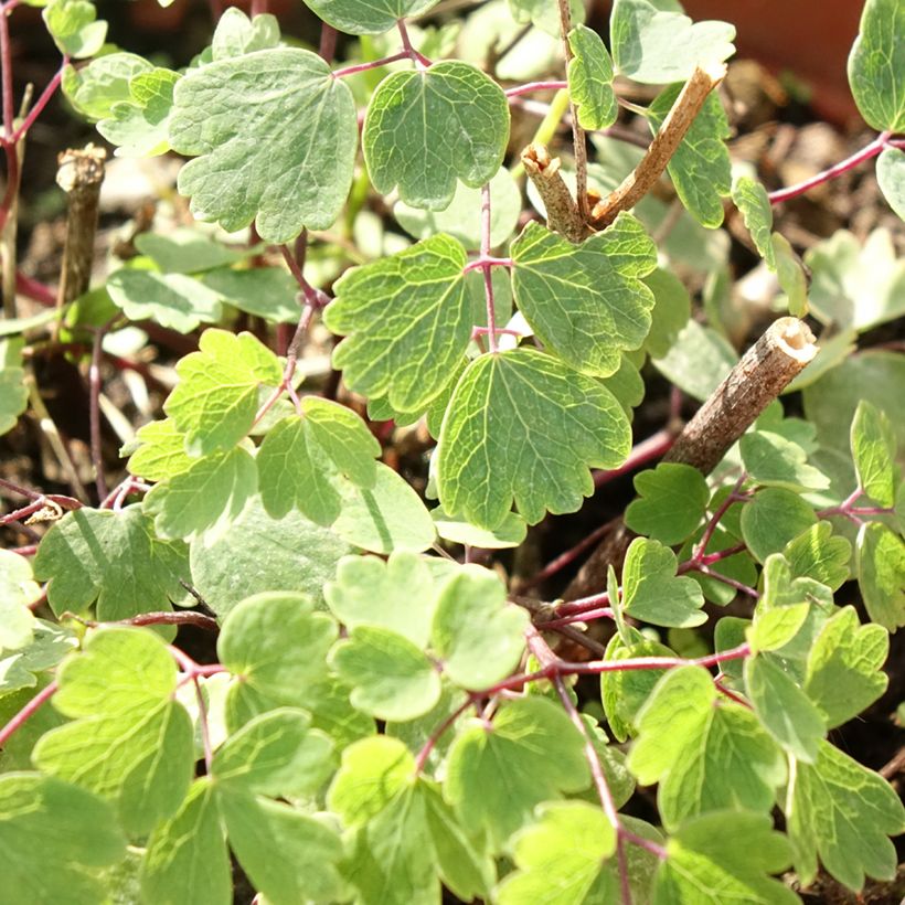 Thalictrum Yulia (Follaje)