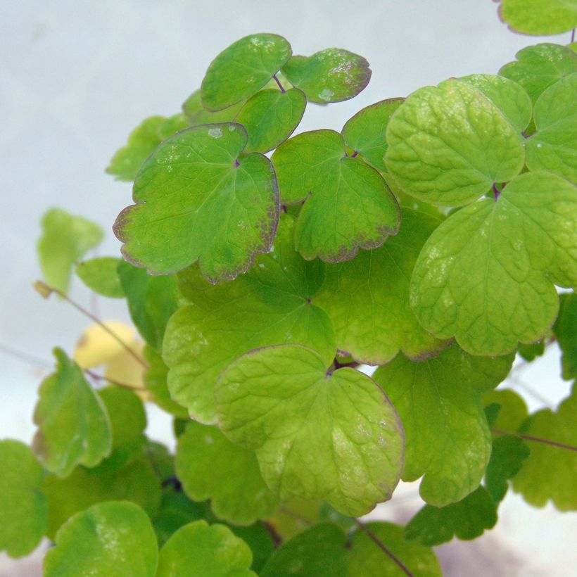 Thalictrum aquilegiifolium - Talictro (Follaje)