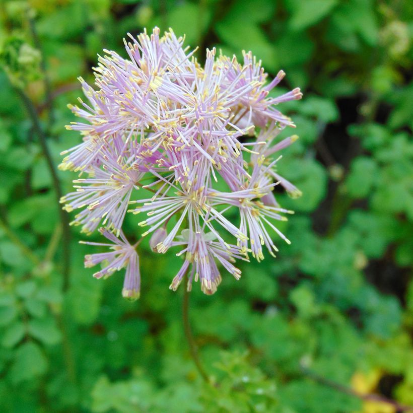 Thalictrum aquilegiifolium - Talictro (Floración)