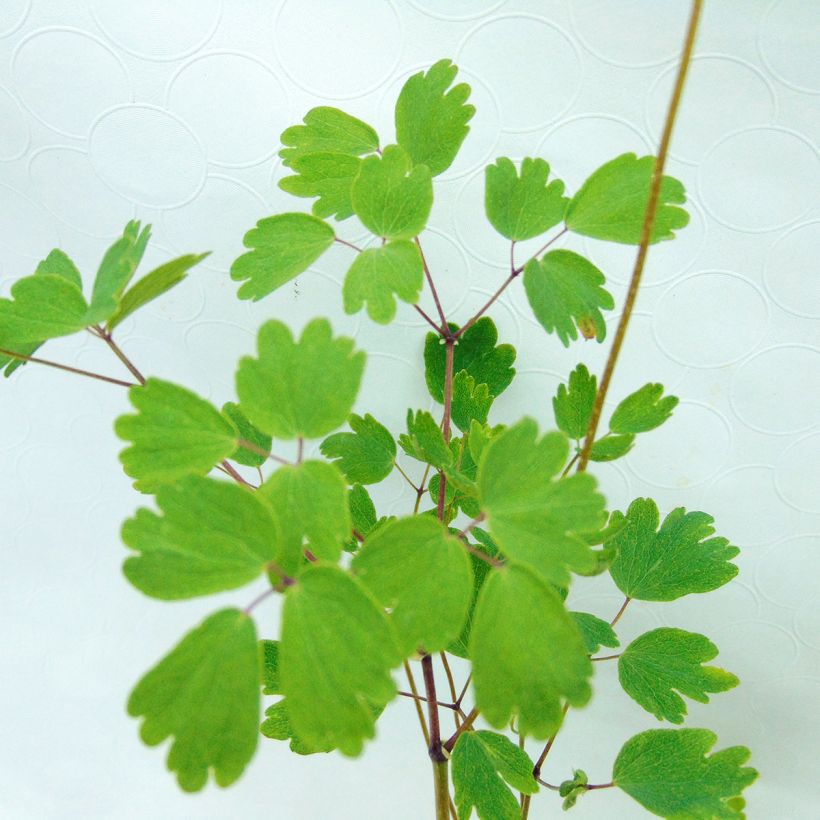 Thalictrum aquilegifolium Thundercloud (Follaje)