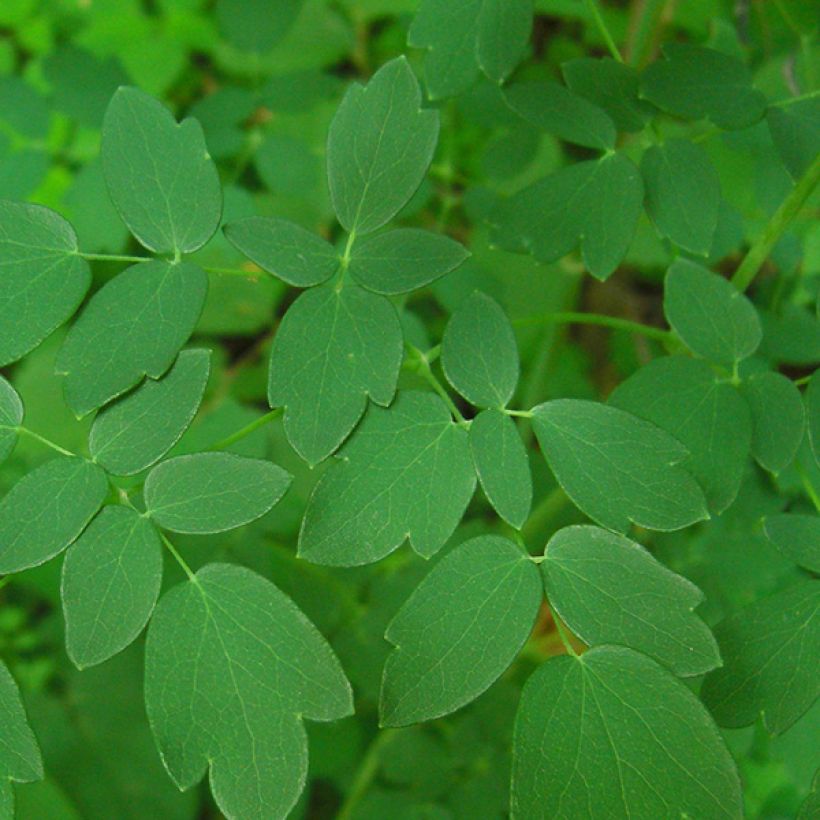 Thalictrum delavayi - Talictro (Follaje)