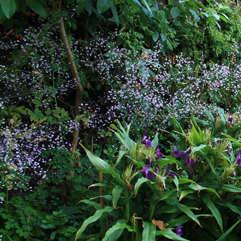 Thalictrum delavayi - Talictro (Floración)