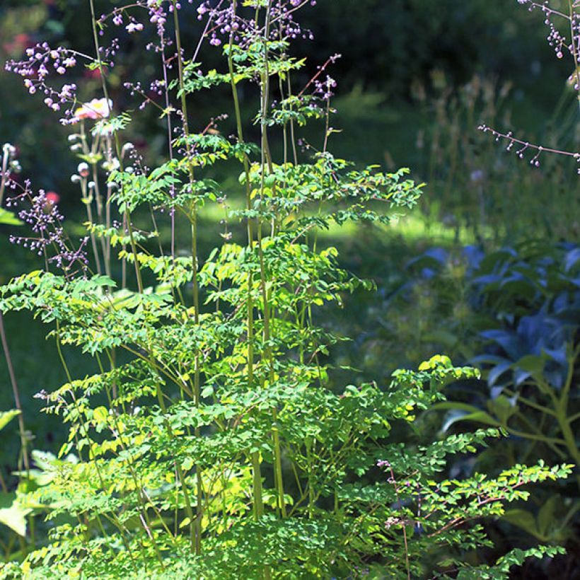 Thalictrum delavayi - Talictro (Porte)