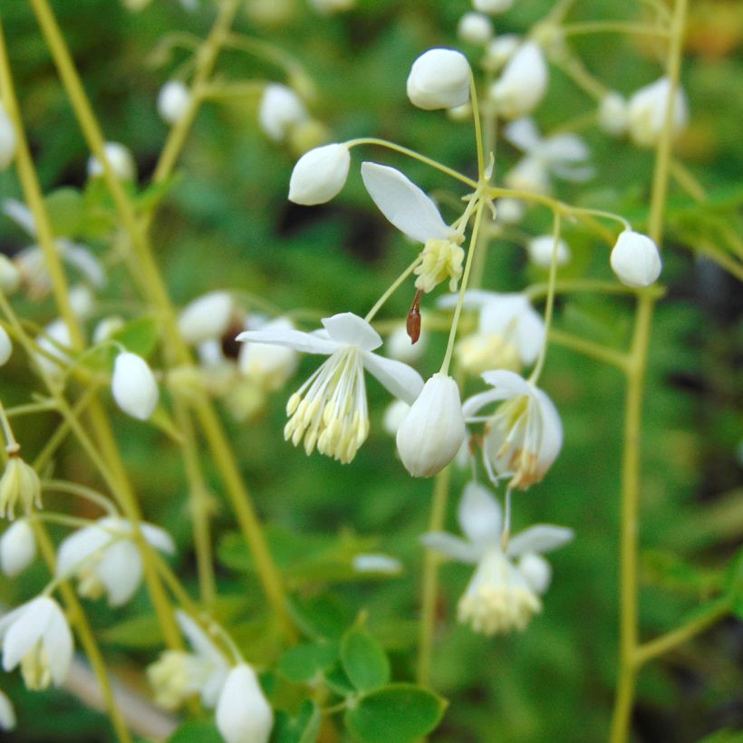 Thalictrum delavayi Album (Floración)