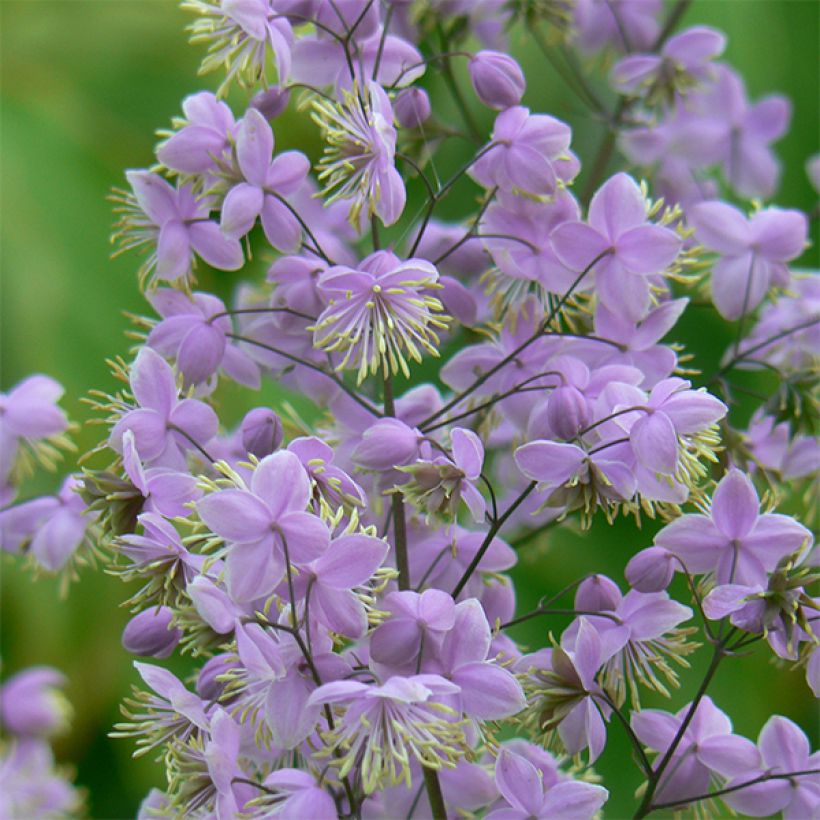 Thalictrum delavayi Ankum (Floración)