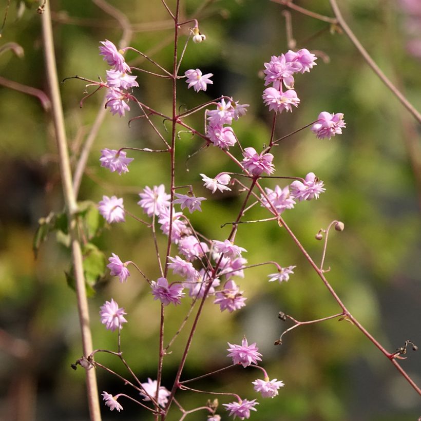 Thalictrum delavayi Hewitt's double (Floración)