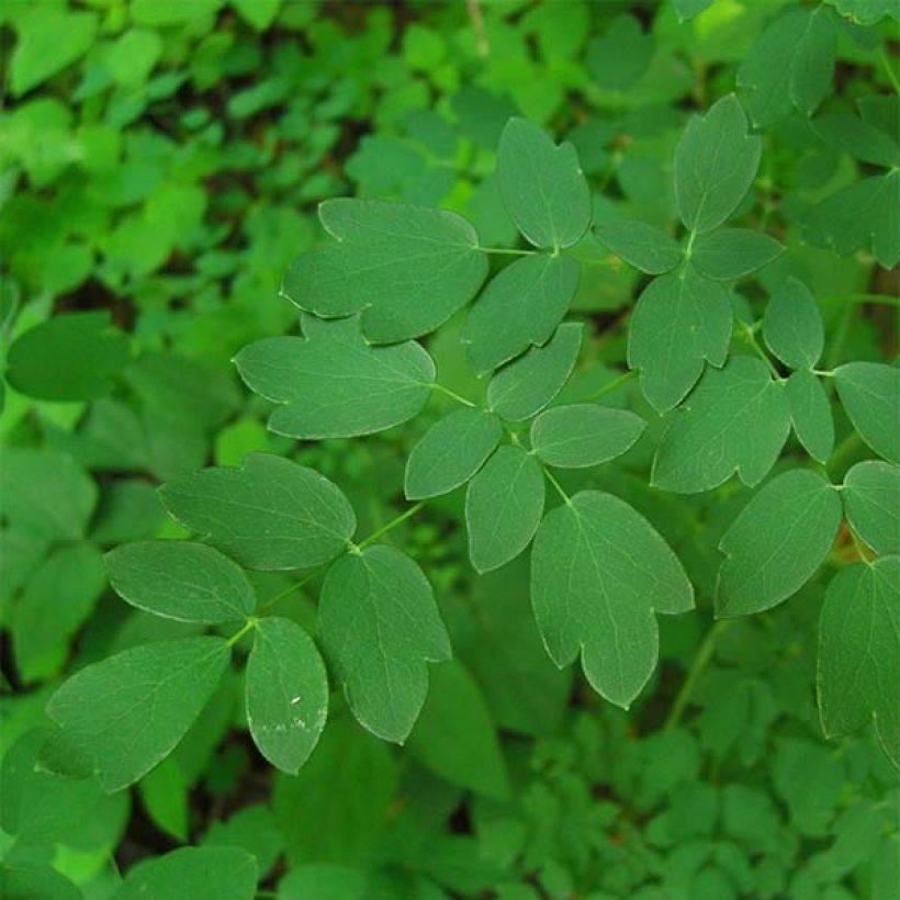 Thalictrum delavayi Hinckley (Follaje)