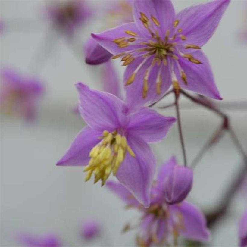 Thalictrum delavayi Hinckley (Floración)