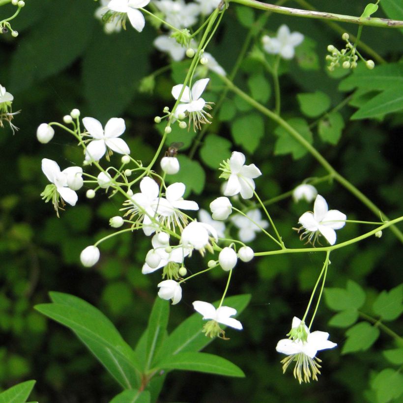 Thalictrum delavayi Splendide Album (Floración)