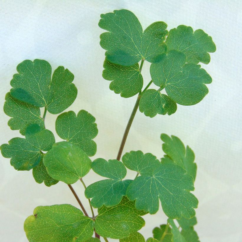 Thalictrum flavum subsp.glaucum (Follaje)