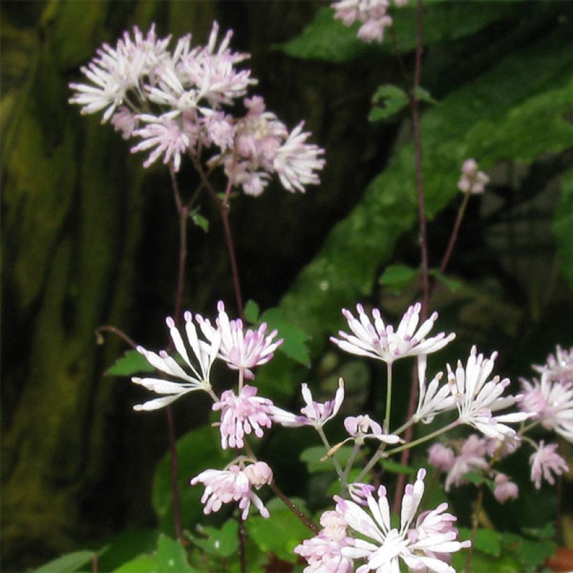 Thalictrum kiusianum (Floración)