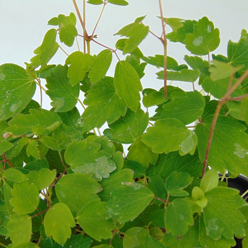 Thalictrum kiusianum (Follaje)