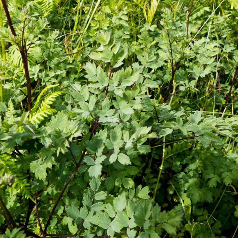 Thalictrum minus Adiantifolium (Follaje)