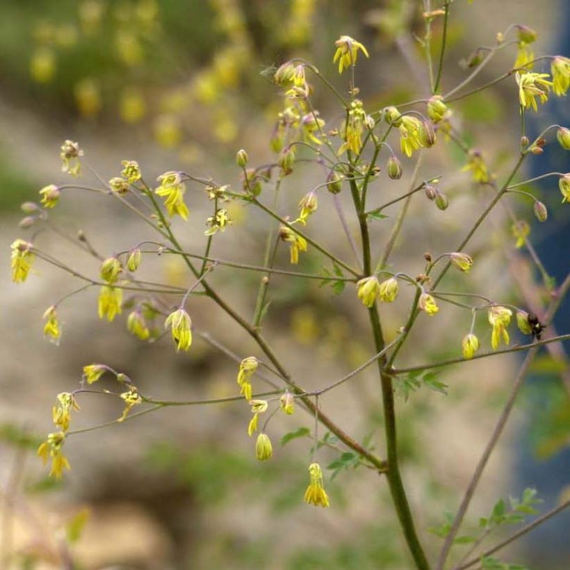 Thalictrum minus Adiantifolium (Floración)