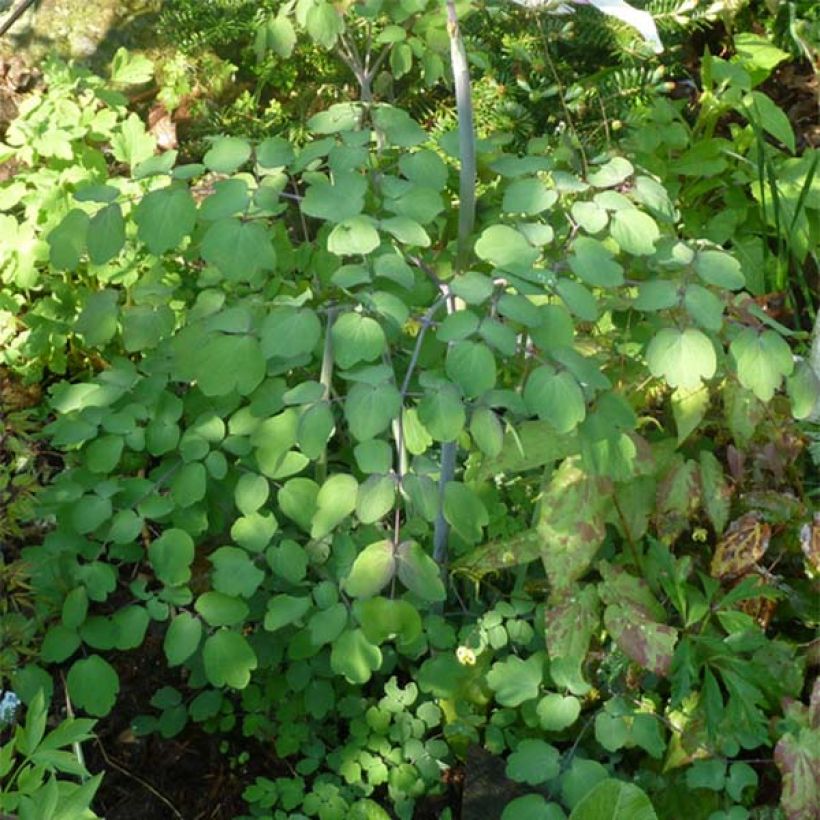 Thalictrum rochebrunianum (Follaje)