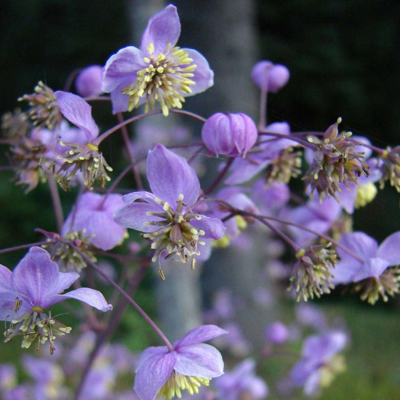 Thalictrum rochebrunianum (Floración)