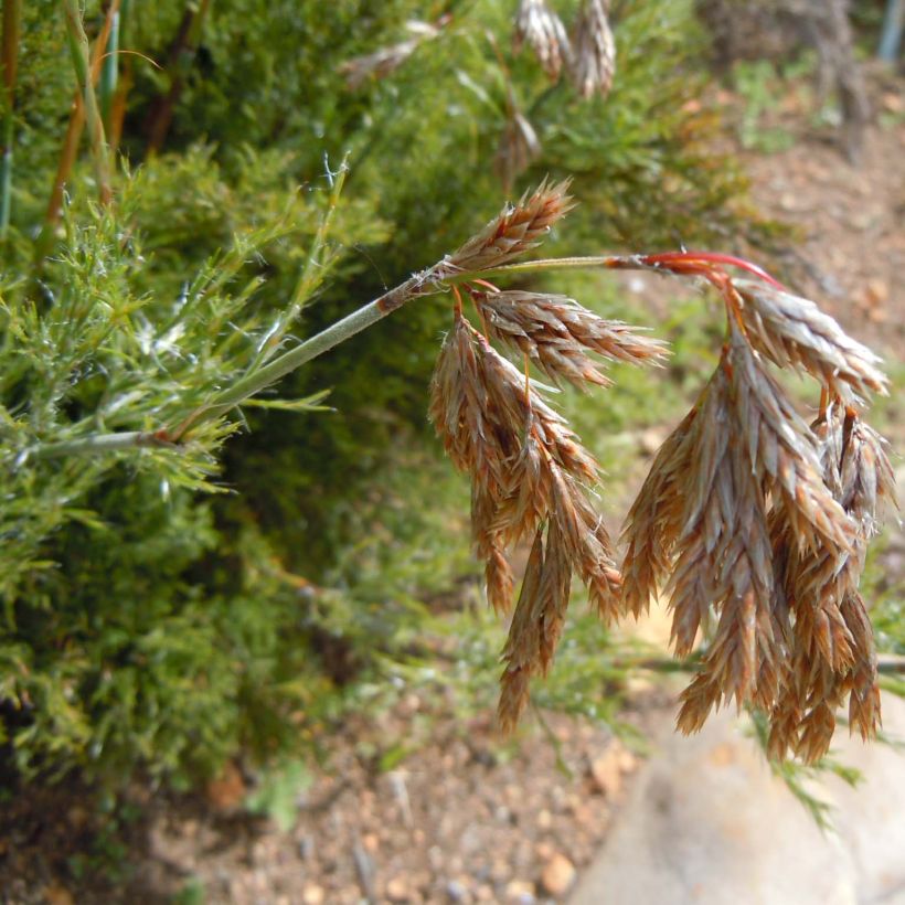 Thamnochortus cinereus (Floración)