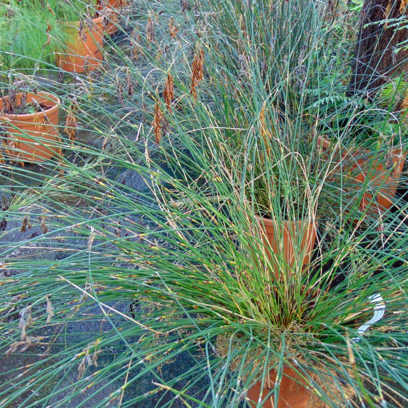 Thamnochortus pluristachyus (Porte)