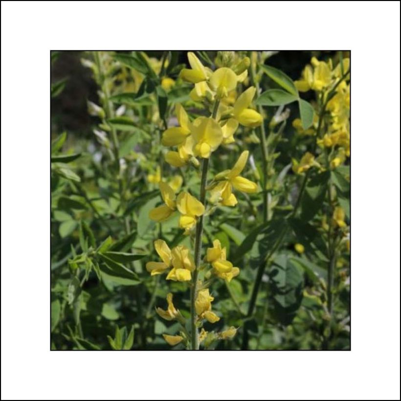 Thermopsis chinensis (Floración)