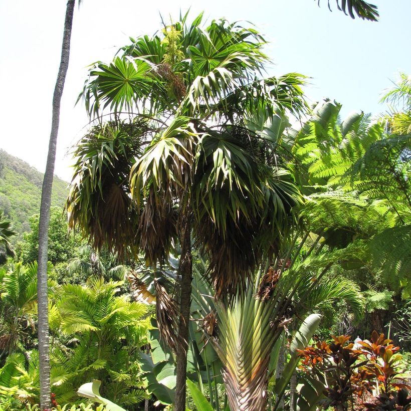 Thrinax parviflora (Porte)