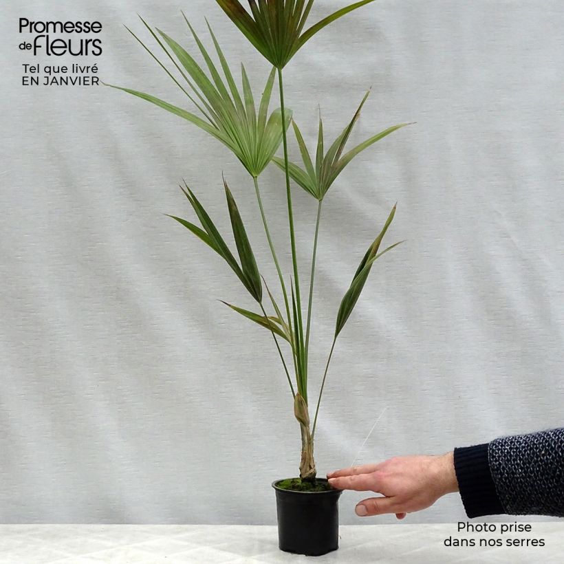 Thrinax parviflora - Palmier de la Jamaïque Pot de 12 cm Ejemplar entregado en invierno