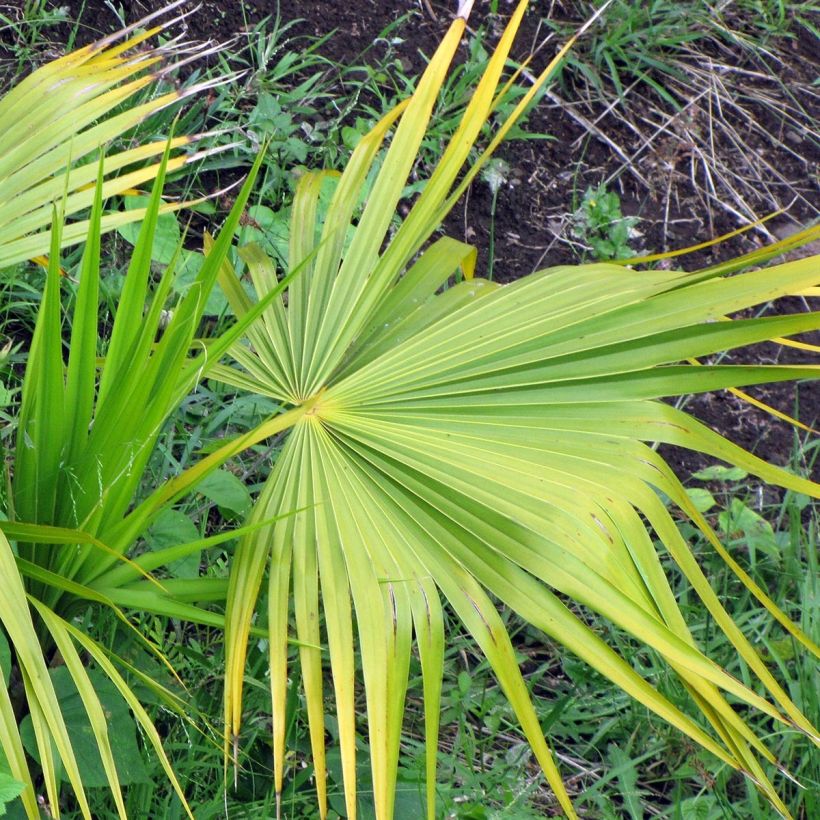 Thrinax radiata - Pelambrera de Florida (Follaje)