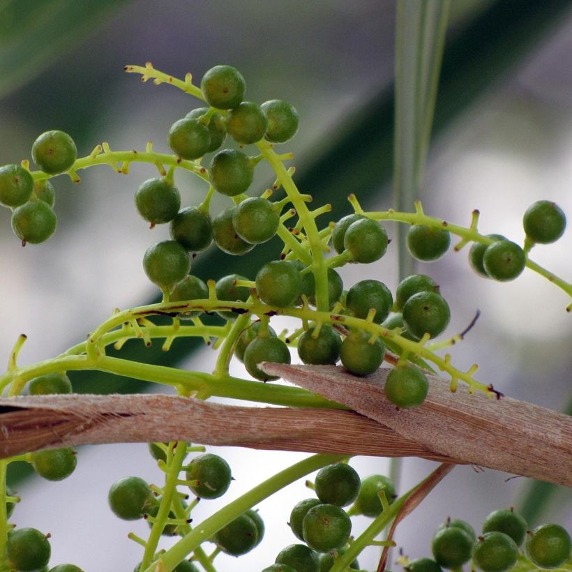 Thrinax radiata - Pelambrera de Florida (Cosecha)