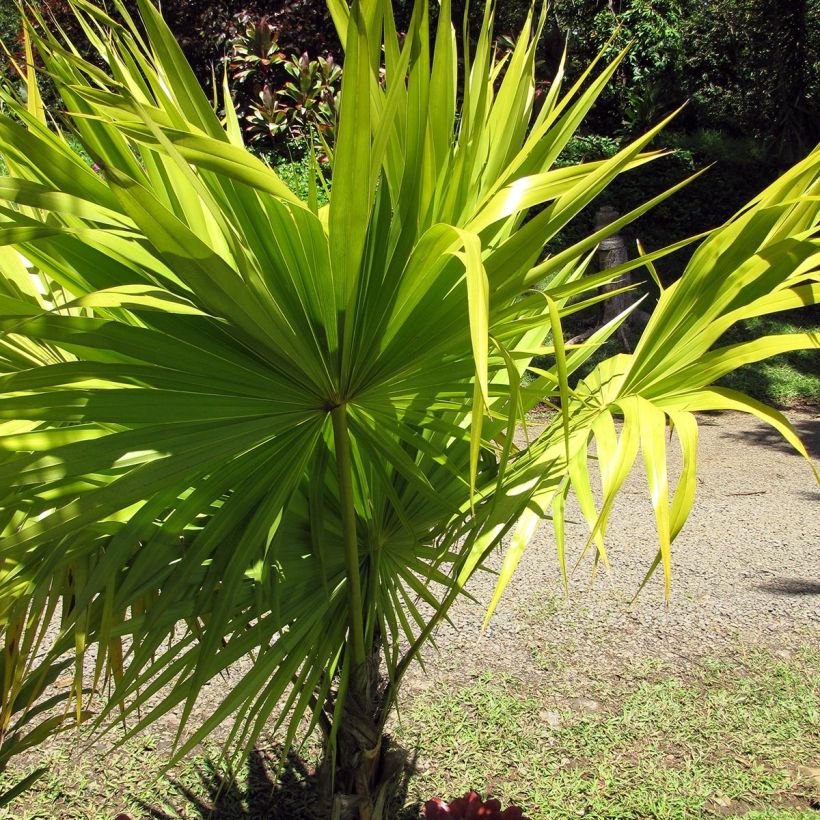 Thrinax radiata - Pelambrera de Florida (Porte)