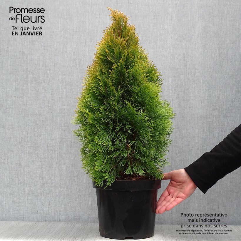 Thuja occidentalis Golden Smaragd - Thuya du Canada en pot de 7,5L/10L Ejemplar entregado en invierno