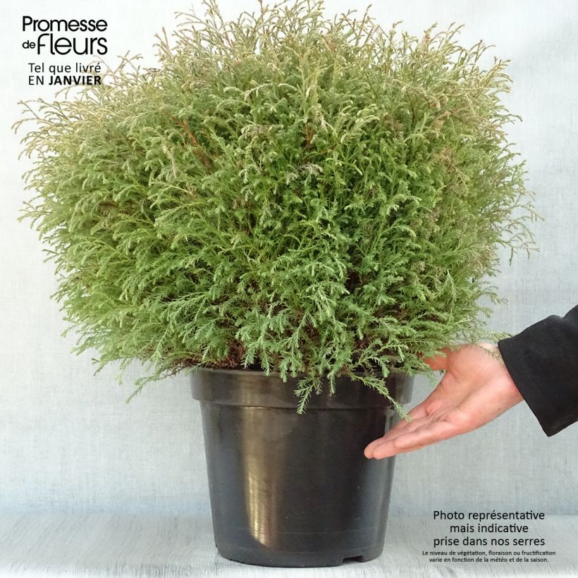 Thuja occidentalis Mr Bowling Ball, pot de 7,5L  Ejemplar entregado en invierno