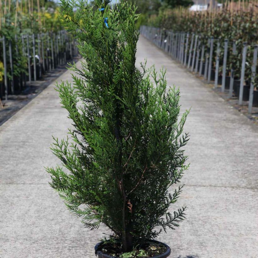 Thuja plicata Atrovirens (Porte)