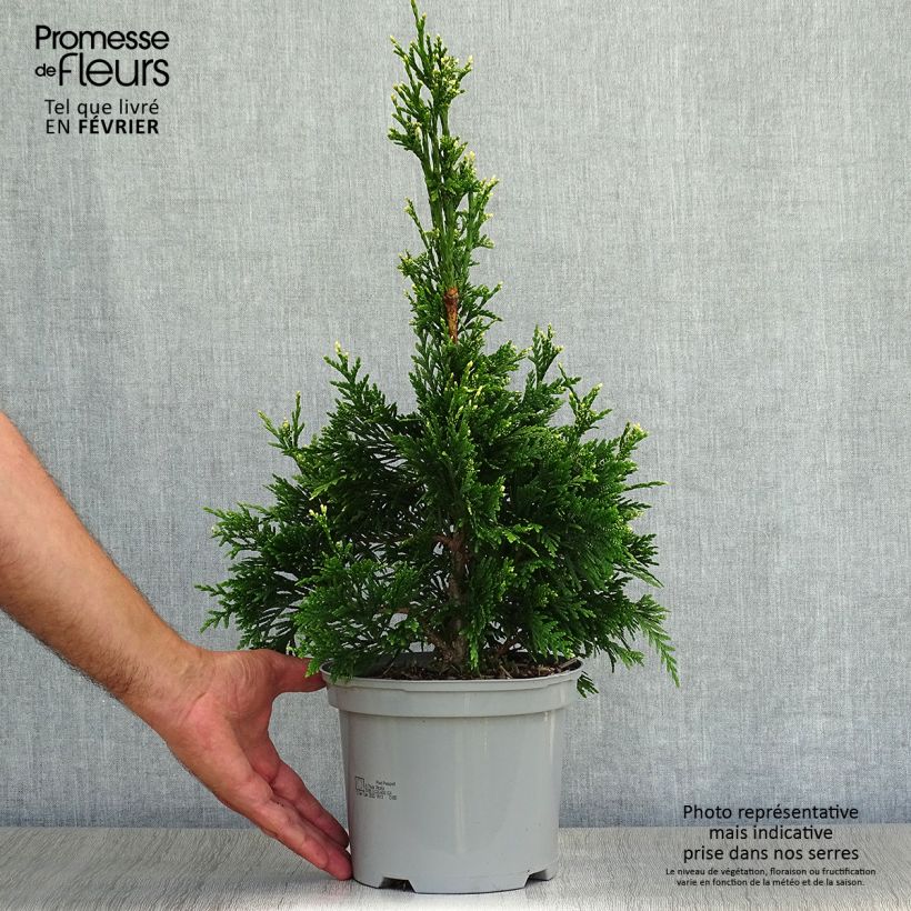 Ejemplar de Thuja plicata Can-Can - Thuya compact en pot de 2L/3L entregado en otoño