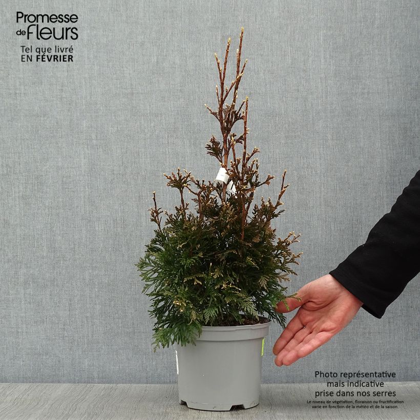 Thuja plicata Can-Can - Thuya compact en pot de 2L/3L Ejemplar entregado en invierno