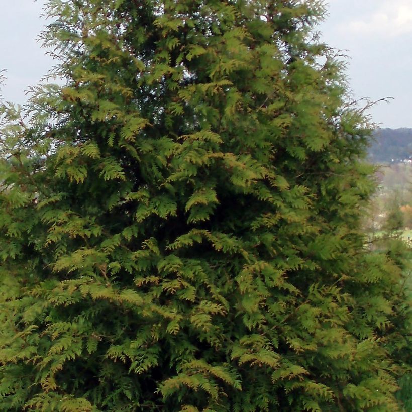 Thuja plicata Excelsa (Follaje)